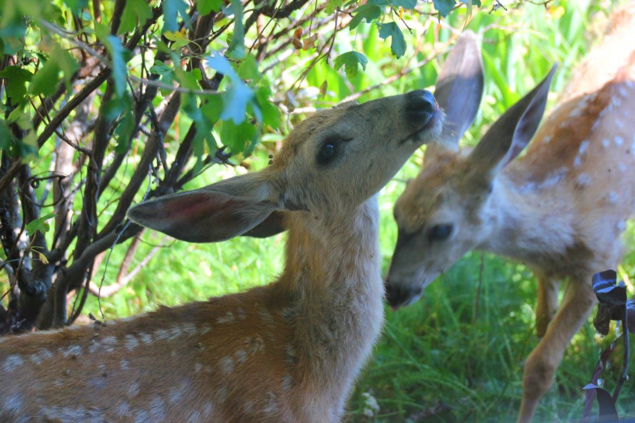 Twin fawns